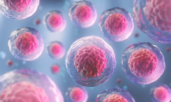 What are stem cells educational illustration